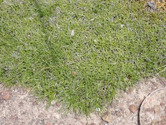 Schoenus breviculmis