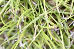 Schoenus breviculmis