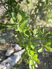 Adelia brandegeei