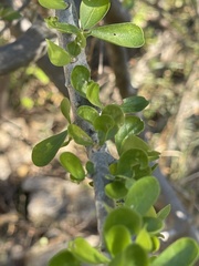 Adelia brandegeei