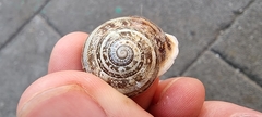 Eobania vermiculata