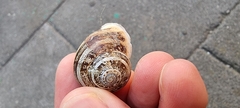 Eobania vermiculata