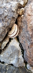 Eobania vermiculata
