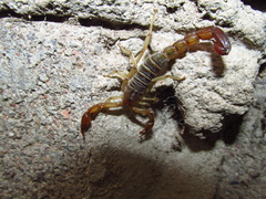 Vaejovis intermedius