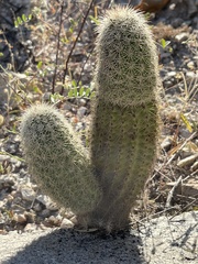 Echinocereus sciurus