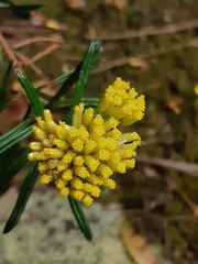 Cassinia aureonitens