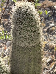 Echinocereus sciurus