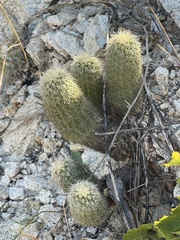Echinocereus sciurus