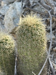 Echinocereus sciurus