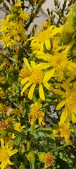Dittrichia viscosa