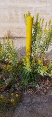 Dittrichia viscosa