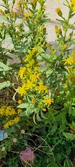 Dittrichia viscosa