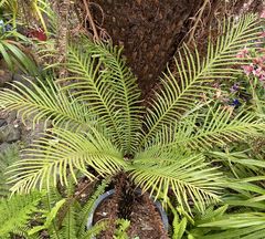 Blechnum gibbum