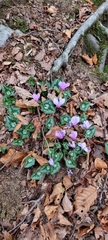 Cyclamen hederifolium