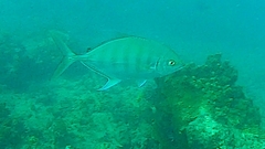 Ferdauia ferdau