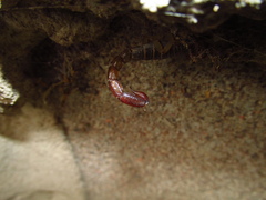 Vaejovis intermedius