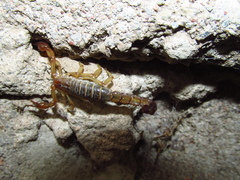 Vaejovis intermedius