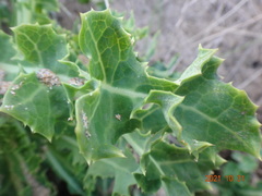 Sonchus megalocarpus