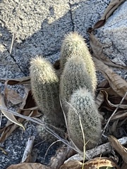 Echinocereus sciurus