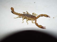 Chihuahuanus