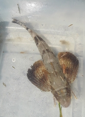 Prionotus scitulus