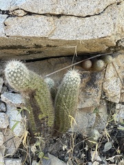 Echinocereus sciurus
