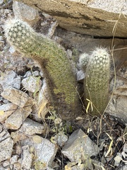 Echinocereus sciurus