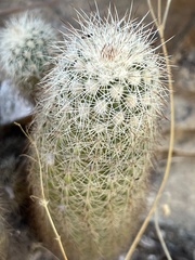 Echinocereus sciurus