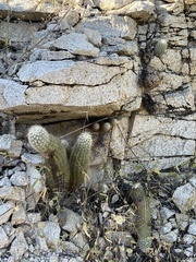 Echinocereus sciurus