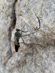 Liancalus similis