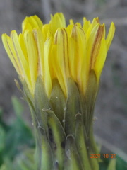 Sonchus megalocarpus