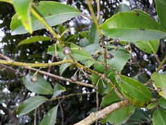 Melicytus macrophyllus