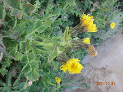 Sonchus megalocarpus