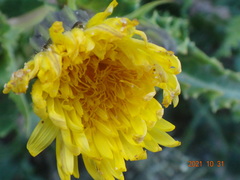 Sonchus megalocarpus
