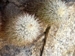 Echinocereus sciurus