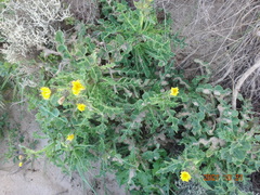 Sonchus megalocarpus
