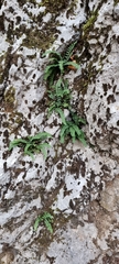 Asplenium trichomanes