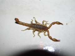 Chihuahuanus