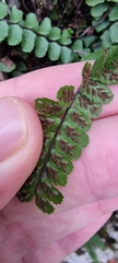 Asplenium trichomanes