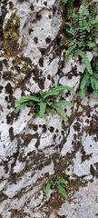 Asplenium trichomanes