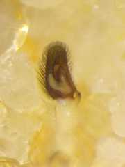 Cosmophasis gemmans