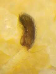 Cosmophasis gemmans