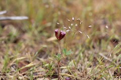 Trifolium gracilentum