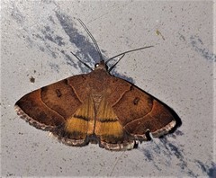 Plecopterodes moderata