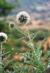 Echinops sahyadricus