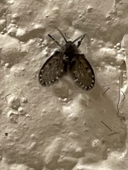 Clogmia albipunctata