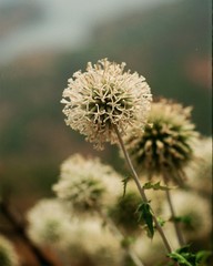 Echinops sahyadricus
