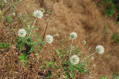 Echinops sahyadricus