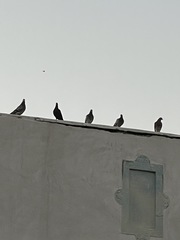 Columba livia domestica