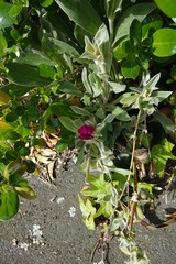 Matthiola incana incana